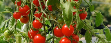 Paradižnik (Solanum lycopersicum)