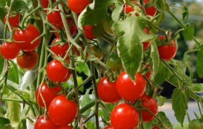 Paradižnik (Solanum lycopersicum)