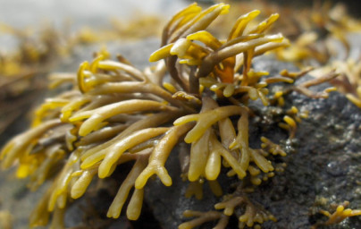 Rjava morska alga Pelvetia canaliculata
