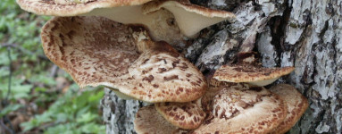 Polyporus