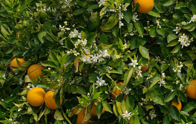 Pomaranča (Citrus × sinensis)