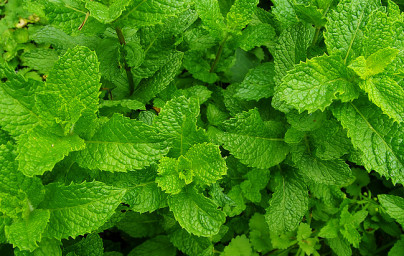 Poprova meta (Mentha × piperita)