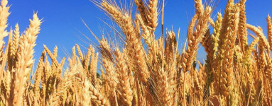 Pšenica (Triticum)