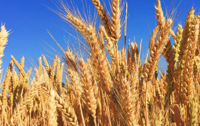 Pšenica (Triticum)