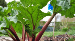 Rabarbara (Rheum rhabarbarum)
