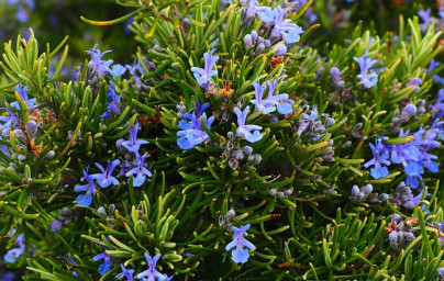 Rožmarin (Rosmarinus officinalis)