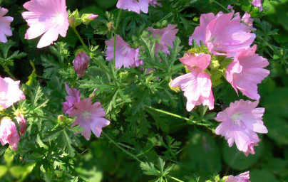 Slez (Althaea officinalis)