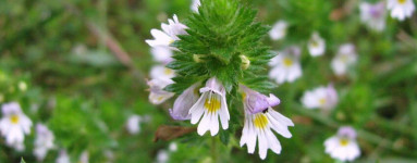 Smetlika (Euphrasia stricta)