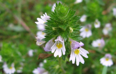 Smetlika (Euphrasia stricta)