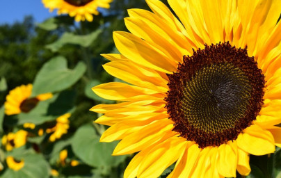 Sončnica (Helianthus annuus)