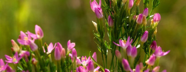 Tavžentroža (Centaurium erythraea)