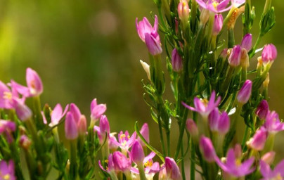 Tavžentroža (Centaurium erythraea)