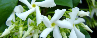 Vanilija (Vanilla planifolia)