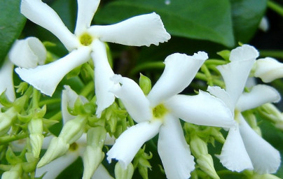 Vanilija (Vanilla planifolia)