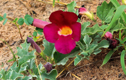 Vražji krempelj (Harpagophytum procumbens)