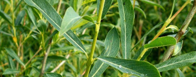 Vrba (Salix)