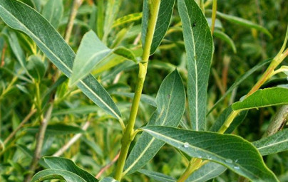 Vrba (Salix)