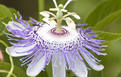 Pasijonka (Passiflora incarnata)