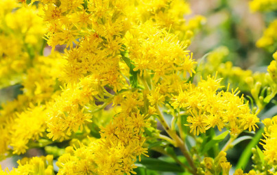 Zlata rozga (Solidago virgaurea)