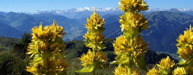 Encijan (Gentiana lutea) 