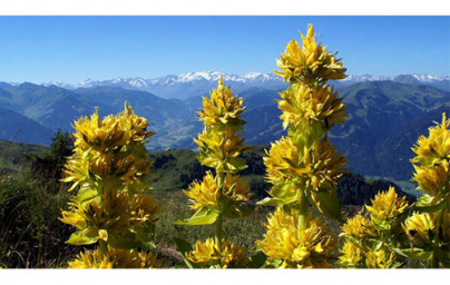 Encijan (Gentiana lutea) 