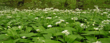 Čemaž (Allium ursinum)