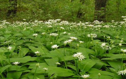 Čemaž (Allium ursinum)