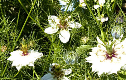 Črna kumina (Nigella sativa)