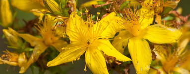 Šentjanževka (Hypericum perforatum)