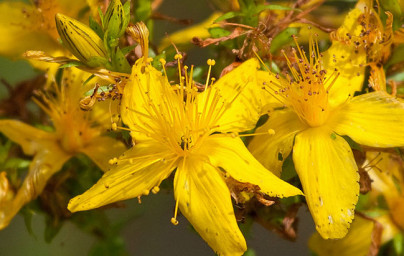 Šentjanževka (Hypericum perforatum)