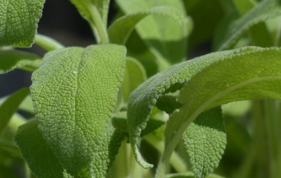 Žajbelj (Salvia officinalis)