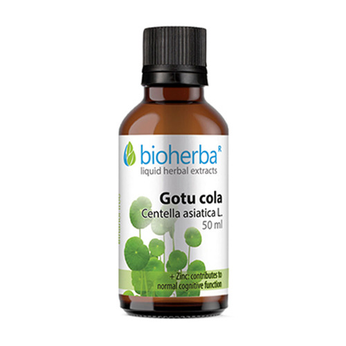 Gotu kola tinktura