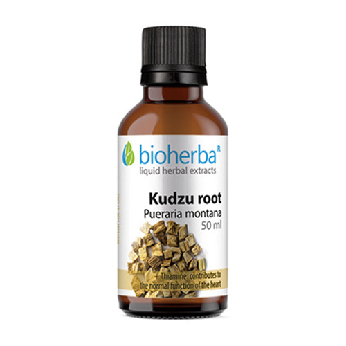 Kudzu root (japonska maranta)