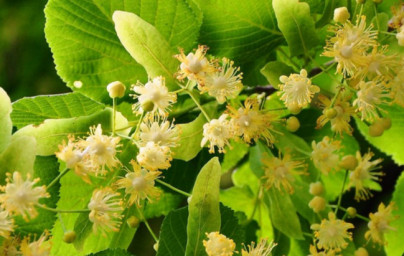 Lipa (Tilia)