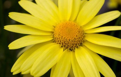 Arnika – odpravimo vnetja in bolečino!