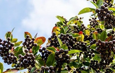 Aronija – zdravilna jagoda