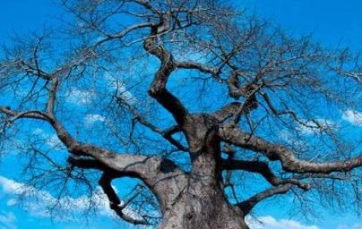 Baobab – mogočno drevo, ki zdravi