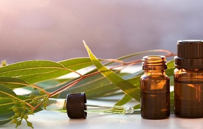 Že poznate moč evkaliptovega olja?