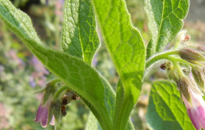 Gabez (Symphytum officinale)