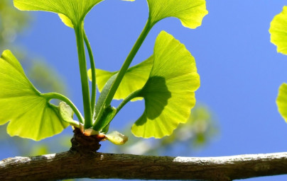 Ginko biloba za spomin in koncentracijo!