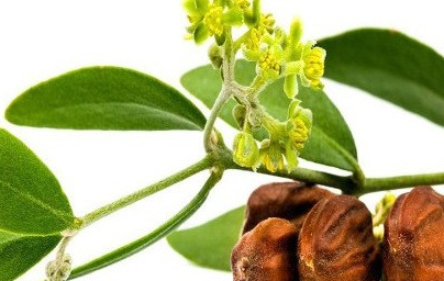 Jojoba in njena edinstvena lastnost