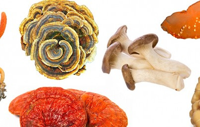 Medicinske gobe – gobe večnega življenja