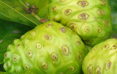 Noni – sadež z zdravilnimi učinkovinami