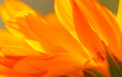 Ognjič – čudovita zdravilna roža