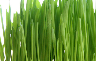 Pšenična trava – super živilo