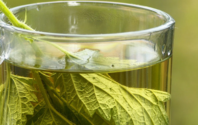 Koprive so bogate z vitamini in minerali!