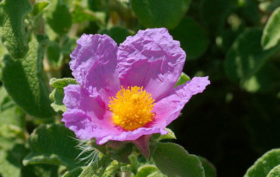 Brškin (Cistus)