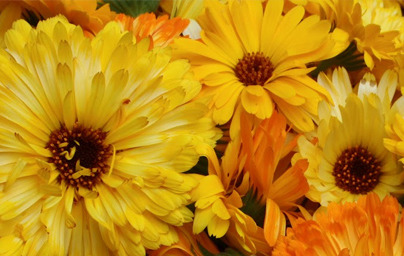 Z ognjičem nad srčne bolezni