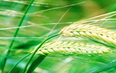 Zeleni ječmen za zdravje!