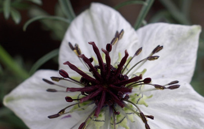 Črna kumina – čudežne lastnosti